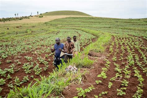 AfDB Commits $300m to Nigeria’s Zonal Agriculture Project | Business ...