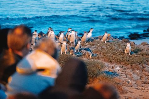 Phillip Island Penguin Parade: 23 Essential Things You Should Know ...