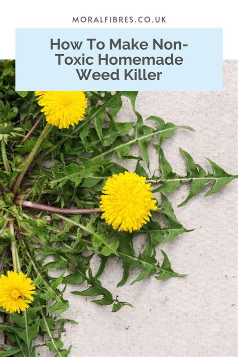 Easy Homemade Weed Killer Recipe - Moral Fibres