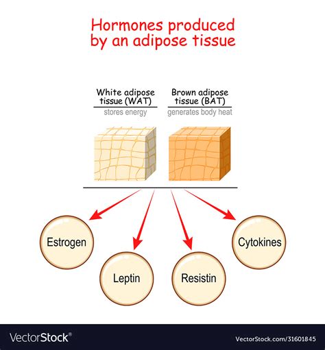 Hormones produced adipose tissue Royalty Free Vector Image