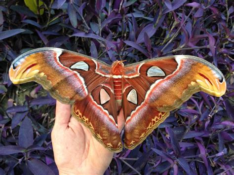 Atlas Moth | Butterflies (and a few other insects) | Pinterest | Moth ...