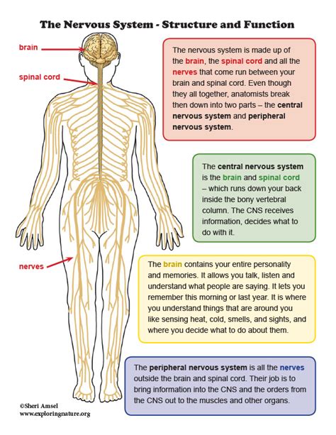 Nervous System Function