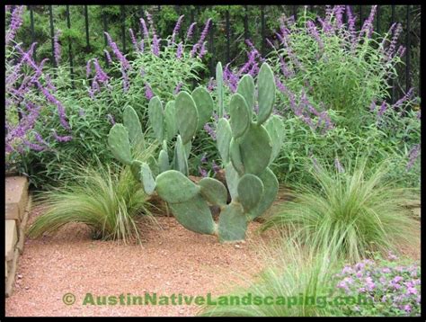 native texas landscapes | Texas_native_plants_landscape_contractors ...