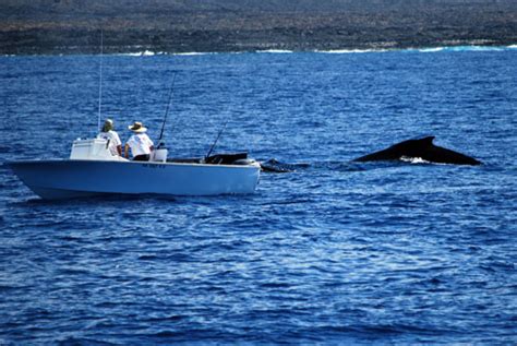 Whale Waching in Hawaii - Aloha Vacation Cottages, Kohala Coast