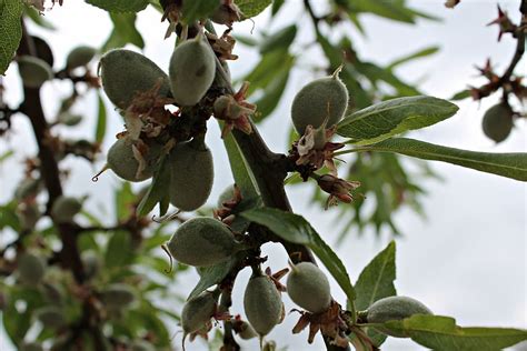 Online crop | HD wallpaper: almond tree, fruit of the almond tree ...