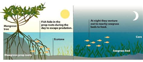 Ecotones are boundaries between 2 different ecosystems, and may be ...