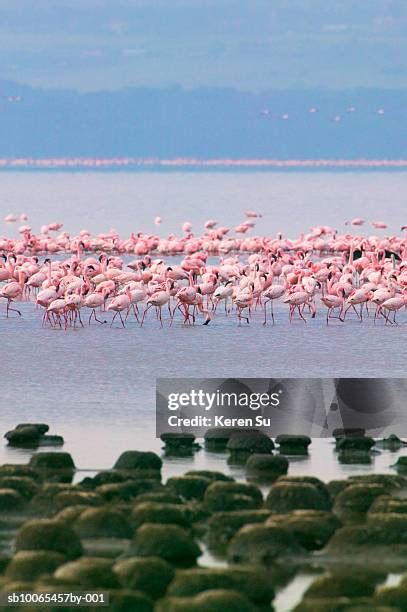 769 Flamingos On Lake Nakuru Stock Photos, High-Res Pictures, and ...