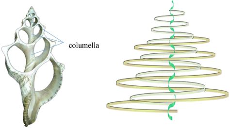 The left side of the columella is the axial backbone of the gastropod ...