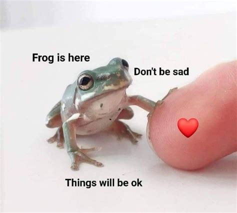 34 Fantastic Frog Memes For Amphibian Enthusiasts | Frog, Frog meme ...