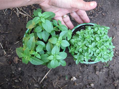 How to Grow Spicy Globe Bush Basil - Plant Instructions