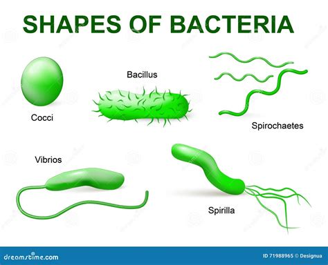 Types Of Bacteria. Basic Morphological Stock Vector - Illustration of ...