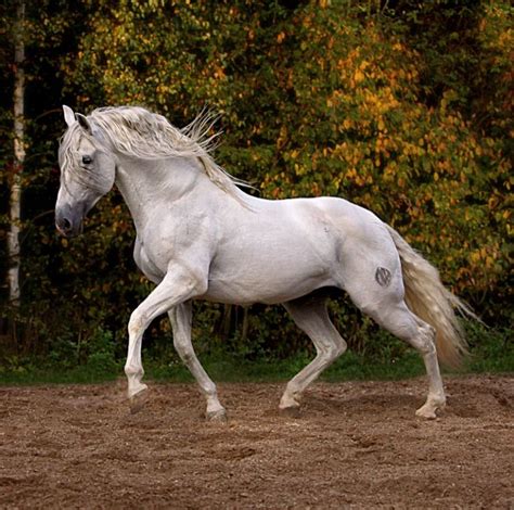 Pura Raza Española. photo: Ekaterina Druz. | Andalusian horse, Horses ...