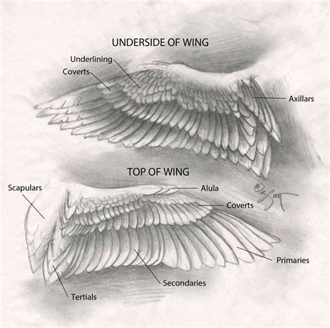 Gallery For > Raven Wing Anatomy | Wing anatomy, Bird wings, Wings drawing