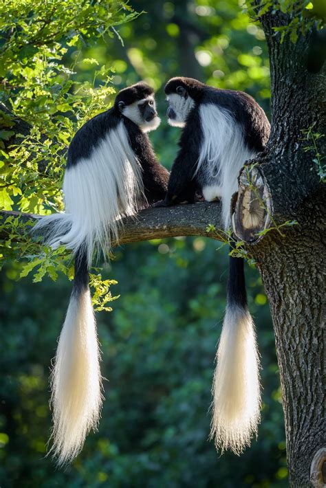 Colobus Monkey Facts | Diet | Habitat | Sound - Primates Park