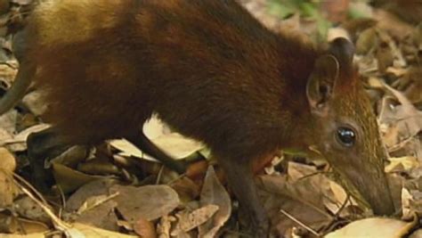 The Threatened Habitat of the Golden-Rumped Elephant Shrew | Britannica