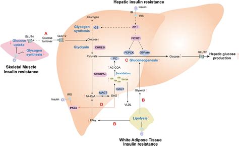 Frontiers | Potential Nexus of Non-alcoholic Fatty Liver Disease and ...