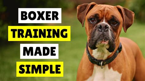 How To TRAIN Your Boxer Dog with EASE Best TIPS in 2024 - YouTube