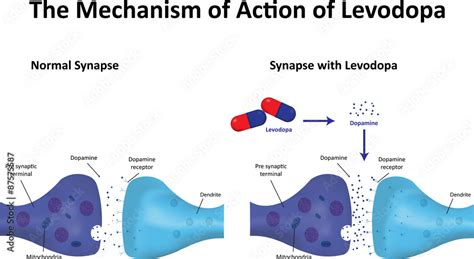 Levodopa Mechanism of Action ilustración de Stock | Adobe Stock