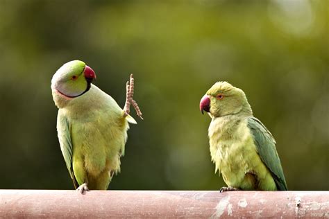 #Moustachepararakeets looks like they're talking to one another ...