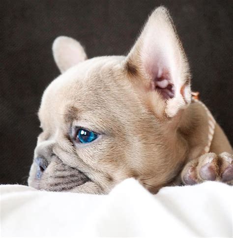 Download Tan French Bulldog Blue Eyes Photos – Pets House