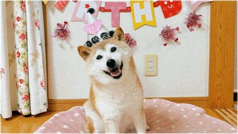 Shiba Inu dog, that inspired "Doge" meme and Dogecoin, turns 16