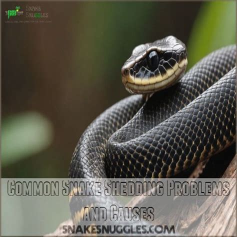 Snake Shedding Problems: Causes, Signs, and Solutions Explained