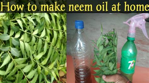 Diy Neem Oil Spray - Pregnant Health Tips