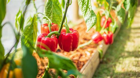 How to grow and care for bell peppers | Homes & Gardens