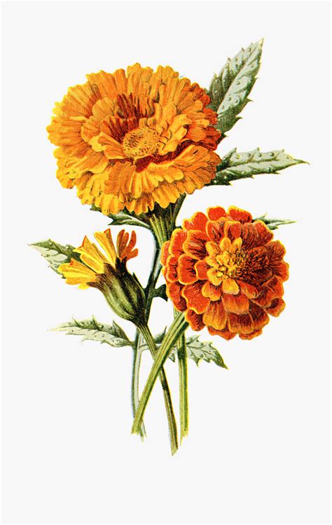 Clip Art Marigold Watercolor - Marigold Art , Free Transparent Clipart ...