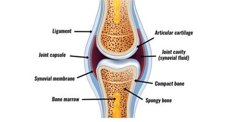 Synovial Membrane