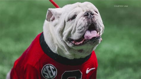 Caretaker of iconic Uga mascot explains their history | 11alive.com