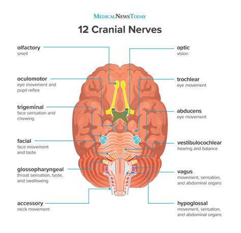 What are the 12 cranial nerves? Functions and diagram