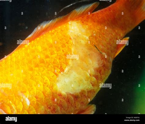 FISH DISEASES GOLDFISH WITH FUNGAL ATTACK Stock Photo, Royalty Free ...