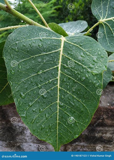 Green Peepal Tree Leaf Stock Photos . Stock Image - Image of light ...