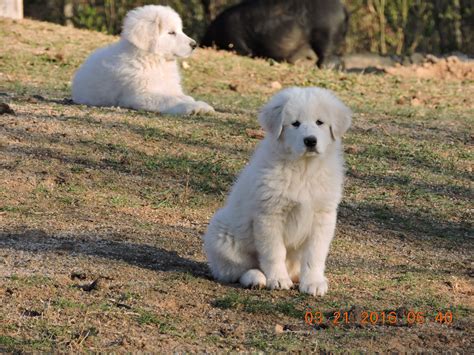 Buy Maremma Puppies | Old Crowe Farm