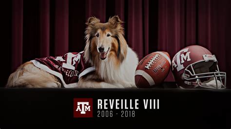 Former Texas A&M Mascot Reveille VIII Dies At Age 12 - Texas A&M Today