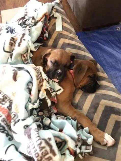 16 Boxer Dogs Sleeping In Totally Ridiculous Positions