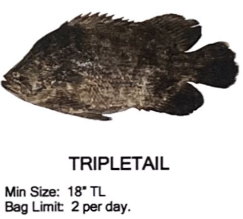 Tripletail - Stella Fishing Co.