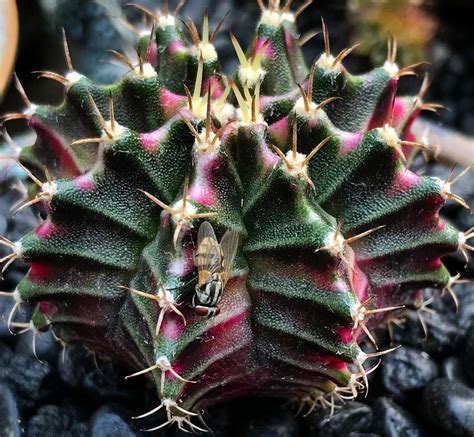 🤔 #gymno #gymnocalycium #gymnocalyciumthailand #cactus #cacti # ...