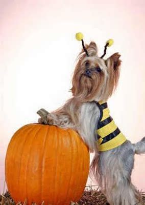 Miniature Yorkshire Terrier: Yorkie Costumes for Halloween