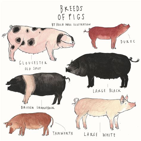 Print Breeds of Pigs - Etsy Ireland