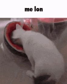 Melon Cat GIF - Melon Cat Funny - Discover & Share GIFs