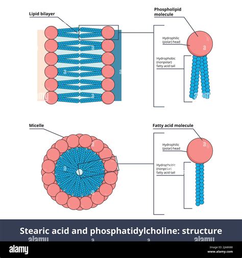 Hydrophilic phosphate head hi-res stock photography and images - Alamy