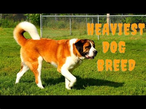 Saint Bernard Heaviest Dog Breed in the World | one the heaviest Dog in ...