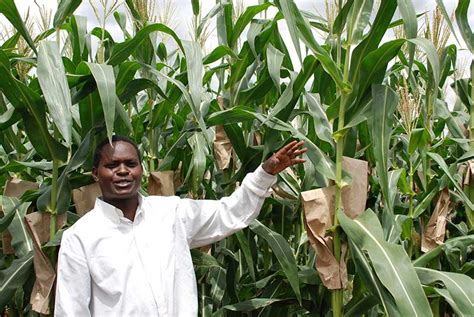 Water Efficient Maize for Africa » CIMMYT. International Maize and ...