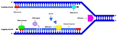 Simple Dna Replication Animation