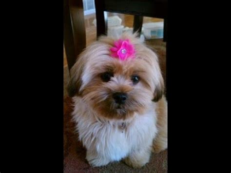 Shorkie Puppy Cut Grooming - YouTube