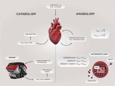 Considerations for using isolated cell systems to understand cardiac ...