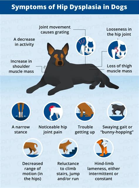 Hip Dysplasia in German Shepherds: Symptoms, Causes, and Treatments