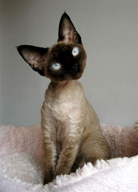 (100+) Tumblr | Devon rex cats, Pretty cats, Devon rex kittens